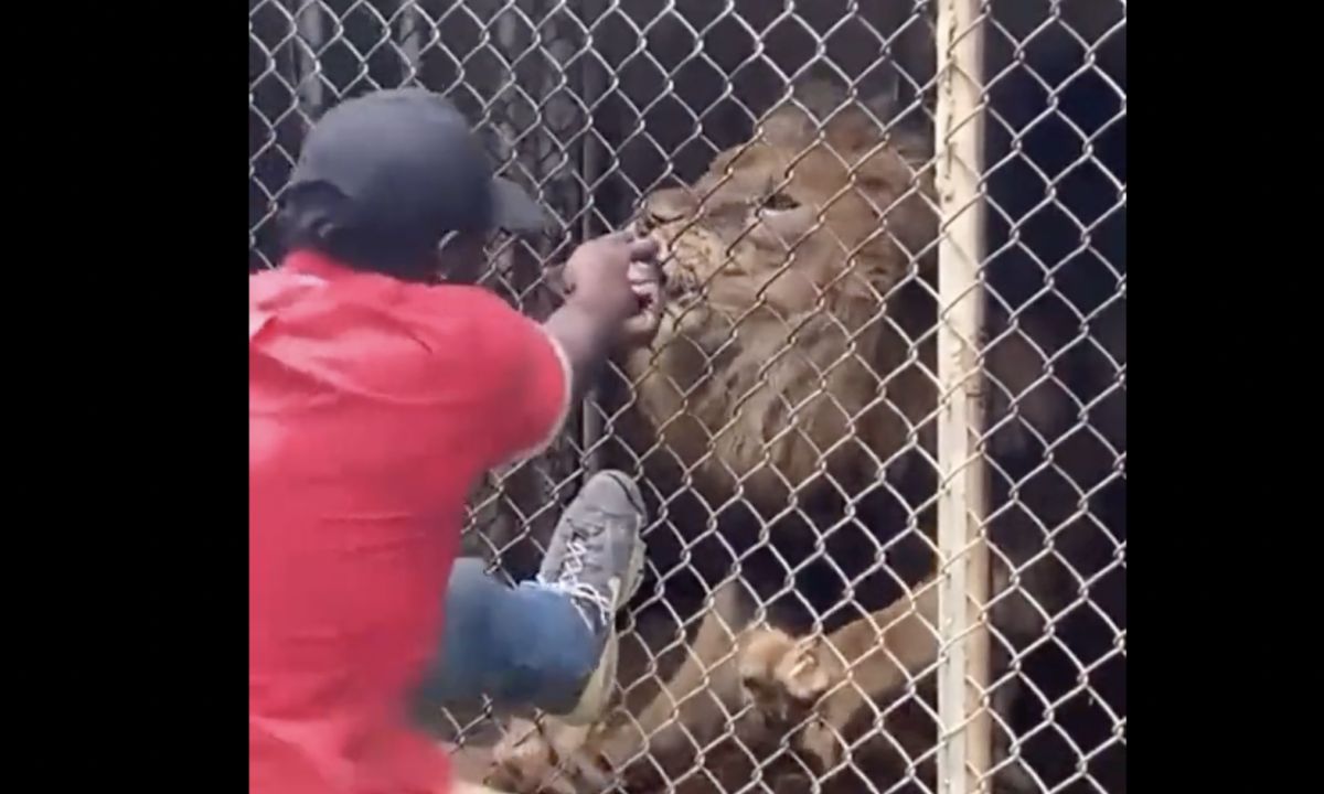 ▲日前牙買加一間動物園的工作人員，在遊客面前逗弄獅子時，卻不慎惹怒對方，結果他的無名指被獅子死咬。（圖／翻攝自推特）