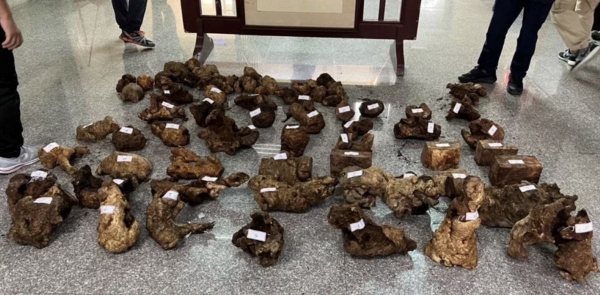 ▲南投仁愛警方去年10月逮獲7名越南籍移工盜採並載運紅檜樹瘤，判決出爐，7人併科罰金高達3460萬餘元。（圖／警方提供）