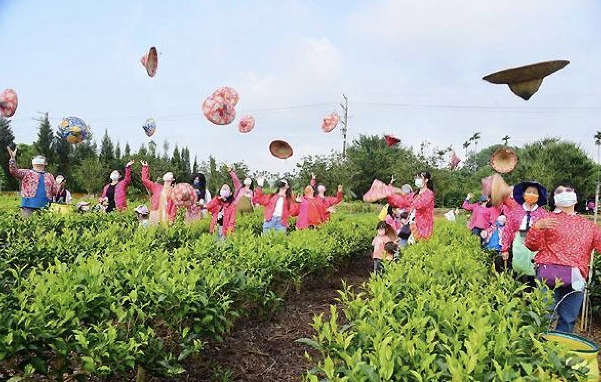 ▲移民署中區事務大隊南投縣服務站在名間鄉奕馨園，舉辦《一日茶農》採茶體驗活動。（圖／移民署提供）