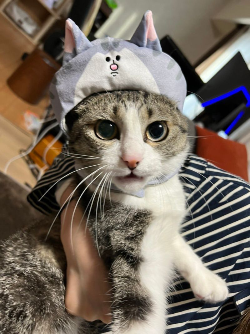 ▲貓貓戴著推主自己畫的帽子。（圖／Twitter：mamekichirou） 