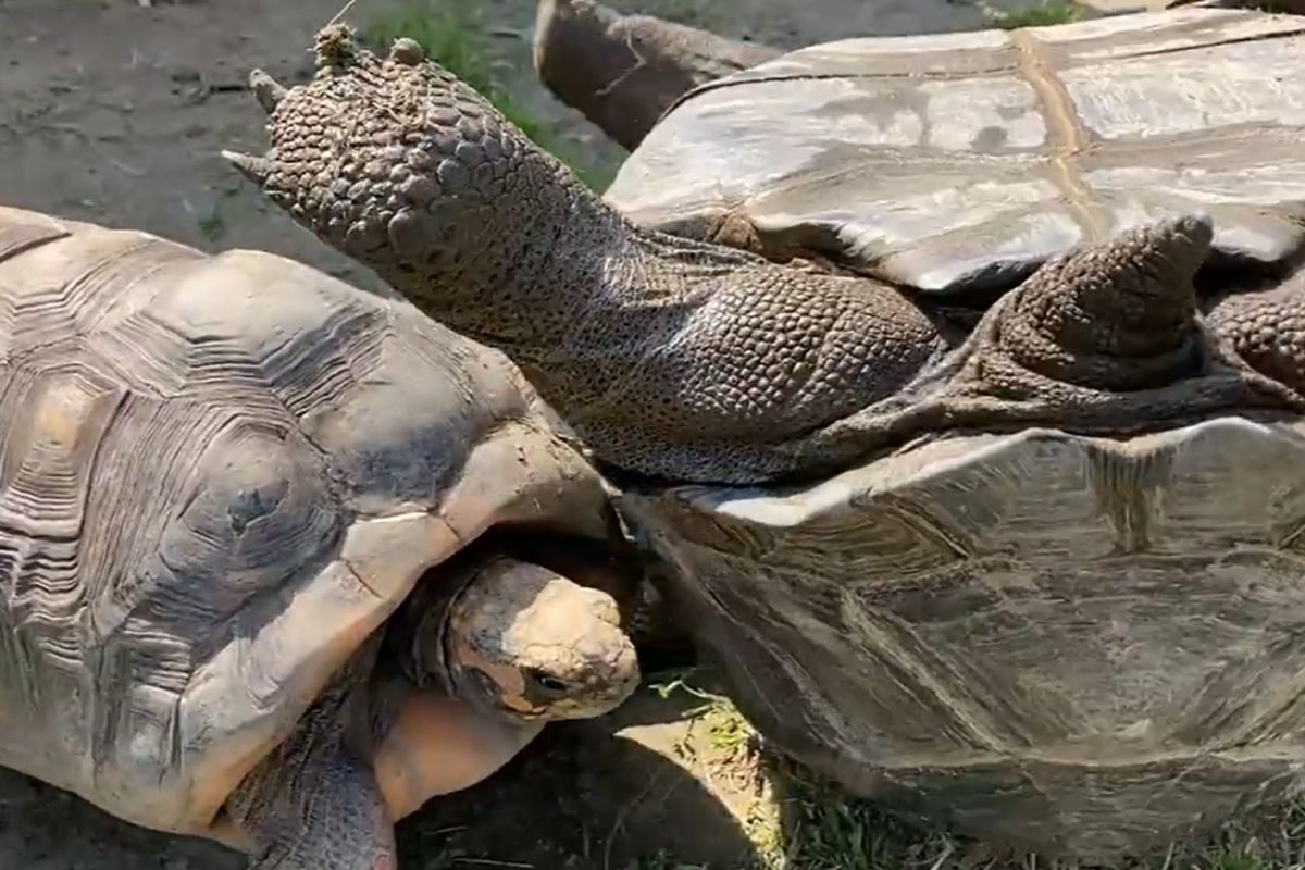 ▲龜龜翻車好痛苦，2同伴立刻趕來救援，結局讓眾人齊歡呼。（圖／Twitter：wazouki） 