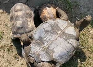 ▲兩隻烏龜都趕來幫助四腳朝天的巨龜。（圖／Twitter：wazouki）