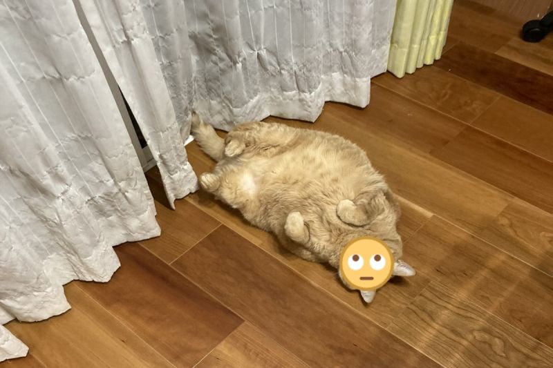 ▲一名飼主聽見窗簾被撕破的聲音，走近一看發現橘貓躺在地上裝無辜。（圖／推特帳號kagisuzu0531）