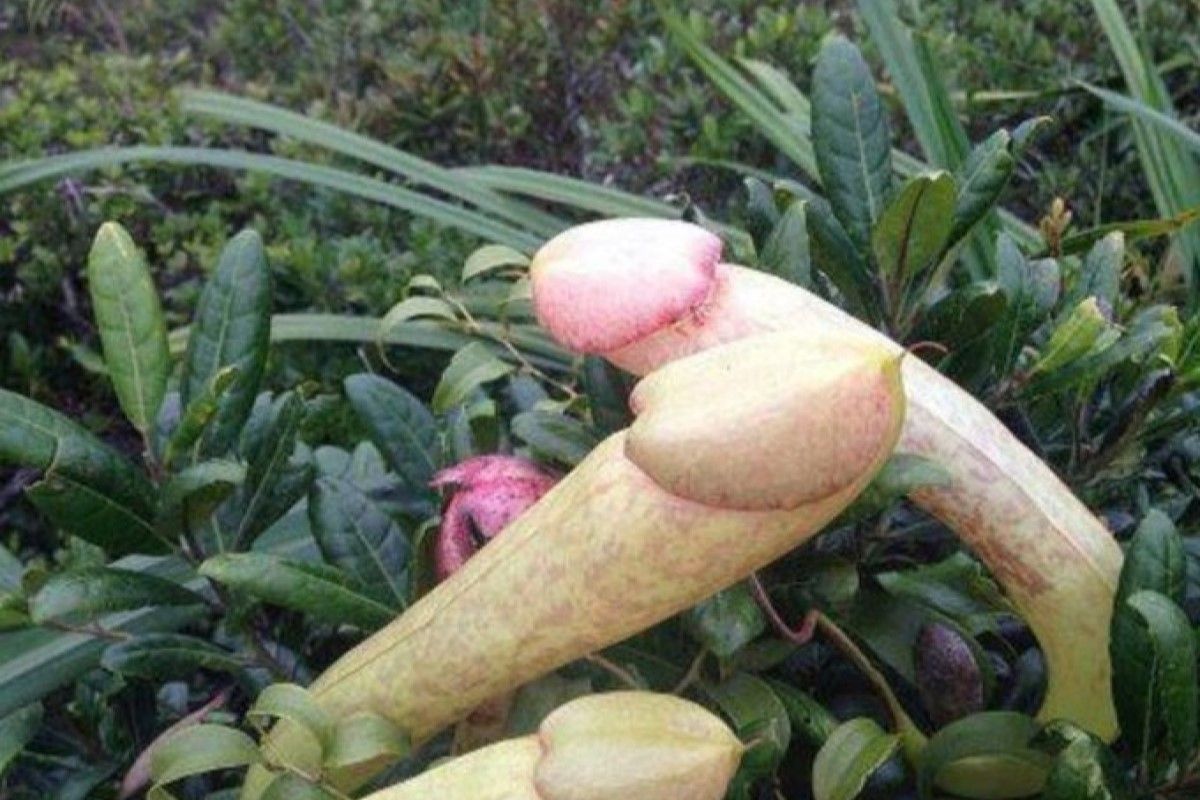 ▲柬埔寨狀似男性生殖器的波哥豬籠草爆紅，遊客狂摘險滅絕，官方懇求：「別拔了」。（圖／Twitter：sciencepenis） 