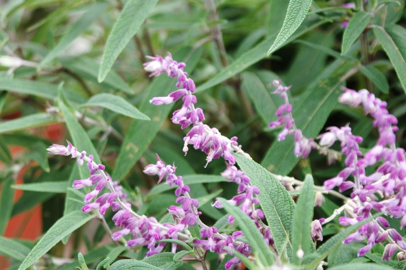 ▲墨西哥鼠尾草。（圖／台北市錫瑠環境綠化基金會）