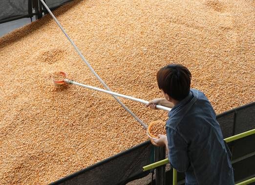 保11月前飼料玉米供應無虞　農委會：國際價格8月後回穩

