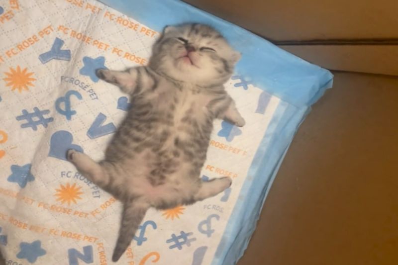 ▲中國一隻小奶貓以獨特的「一字馬大字型」睡姿，逗趣許多網友。（圖／抖音帳號小王八愛躺平）