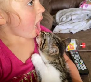 ▲貓咪狂吸女孩嘴唇，就像在吸媽媽的ㄋㄟㄋㄟ一般。（圖／TiKTok：anony.moos） 