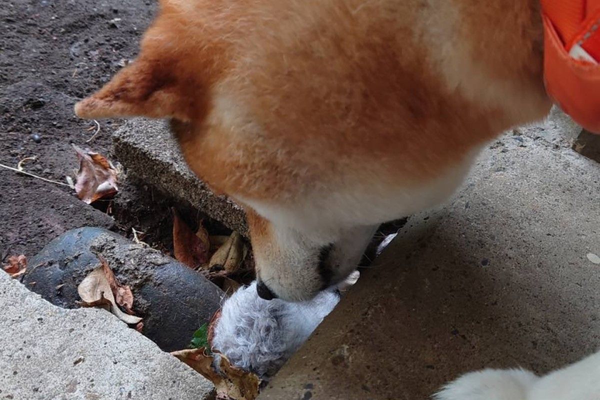 ▲柴犬草叢中發現虛弱倉鼠，堅持原地不走：，「主人快救牠！」（圖／Twitter：MishLichia） 