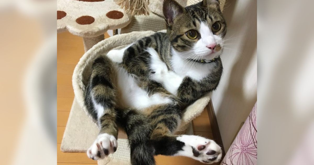 ▲日本一隻喵星人竟擺出雙手抱胸姿勢，令人懷疑自己有沒有看錯！（圖／Twitter@mifuyu_916）