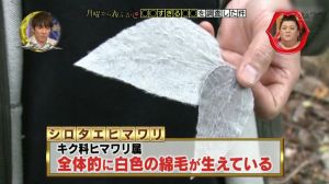 ▲伊澤正名表示，向日葵葉子使用起來最像衛生紙。（圖／翻攝自《月曜から夜更かし》）