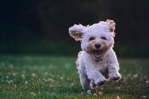 一起來看看,你家狗狗被說中了哪幾項吧!(示意圖/取自unsplash) ▲一起來看看,你家狗狗被說中了哪幾項吧!(示意圖/取自unsplash)