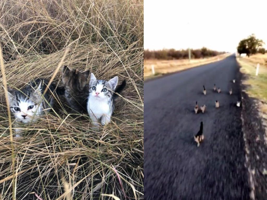 ▲澳洲一名女子在清晨遛狗時遇見一窩被遺棄的小貓（圖／FB@Bree Taylor）