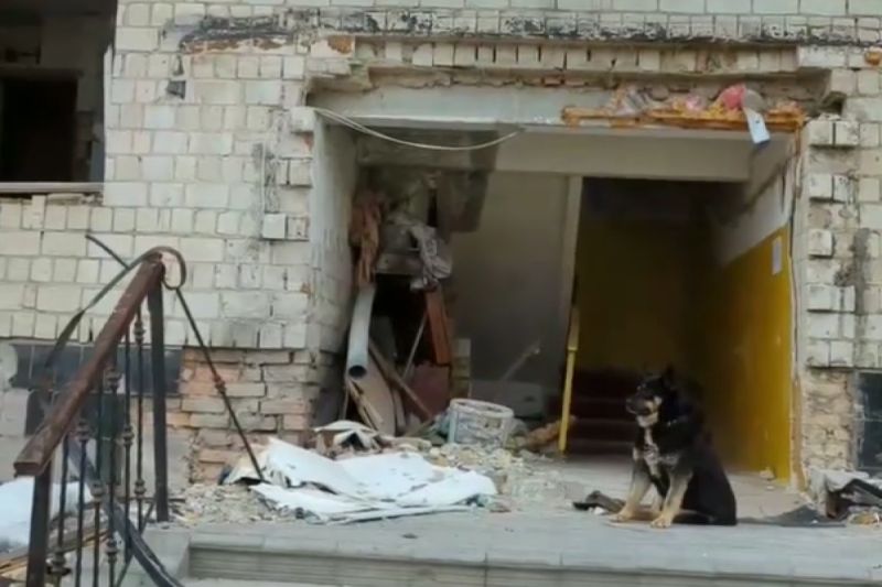 ▲俄烏戰爭家園被毀，忠犬仍堅守大門不離開：「主人還沒回來」。（圖／Instagram：zoopatrul.ua）
