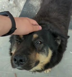 看見有人過來,狗狗開心向前打招呼。(圖/Instagram:zoopatrul.ua) ▲看見有人過來,狗狗開心向前打招呼。(圖/Instagram:zoopatrul.ua)