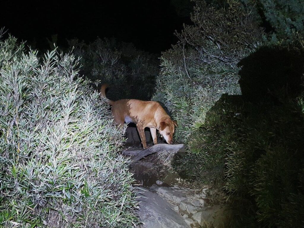 ▲多多日前協助警員，在山上找到失溫遊客。（圖／翻攝花蓮新城分局臉書）