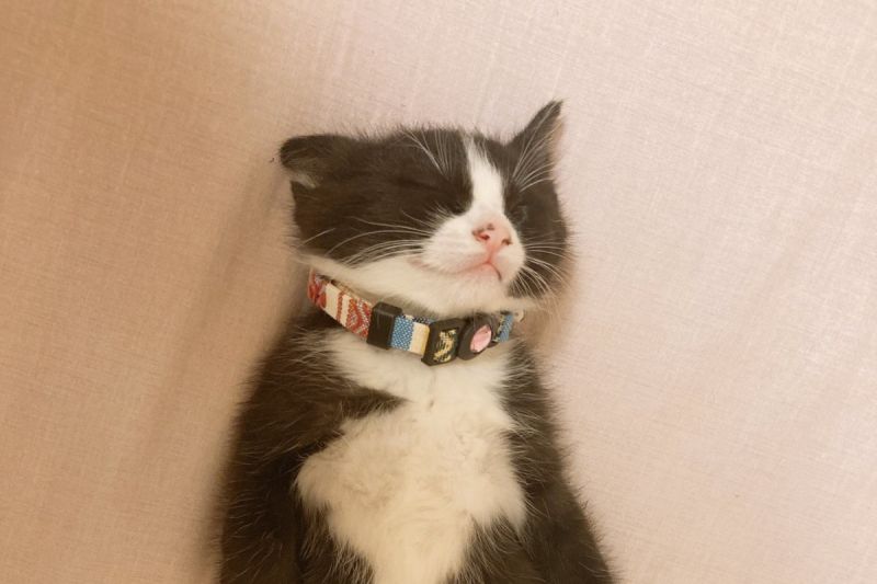▲日本一隻賓士小貓剛到新家不到一天，就已露肚躺平熟睡。（圖／推特帳號tyousogave）