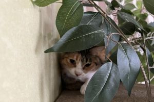 ▲有些貓咪躲在植栽後面，完美地隱身。（圖／推特帳號nekobeya35）