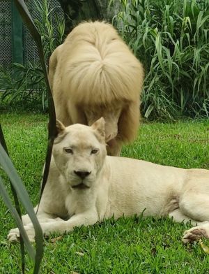 ▲中國大陸最近有一頭獅子「阿杭」大爆紅，原來是因為牠的「齊劉海髮型」引起網友高度關注。（圖／翻攝自廣州動物園微博）