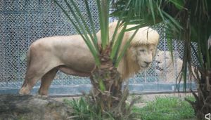 ▲中國有一頭獅子「阿杭」最近因爲「齊瀏海髮型」大爆紅。（圖／翻攝自廣州動物園微博）