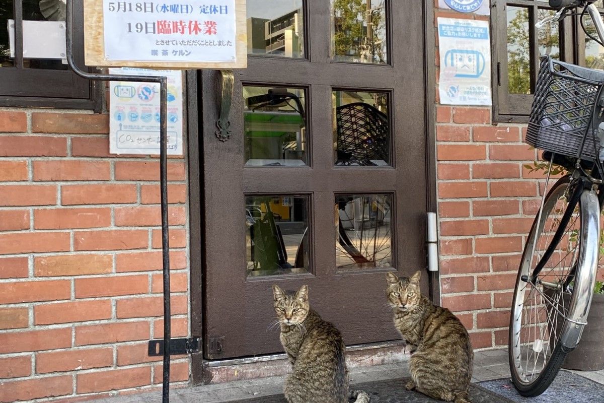 ▲貓咪咖啡廳今日不營業，霸道喵客人堅持光顧，門口前全塞滿。（圖／Twitter：hukuloucoffee） 