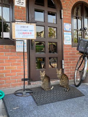 ▲雖已掛上臨時休業的牌子，兩隻貓顧客仍守在門外。（圖／Twitter：hukuloucoffee）