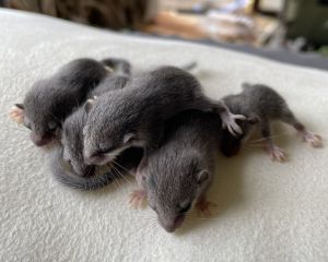 ▲日本網友家有一群幼幼睡鼠。（圖／Twitter：johny432）
