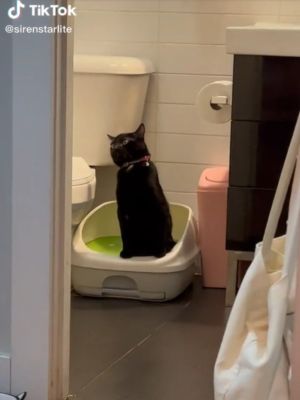▲這天黑貓「Goblin」正在貓砂盆裡上廁所。（圖／TikTok帳號sirenstarlite）