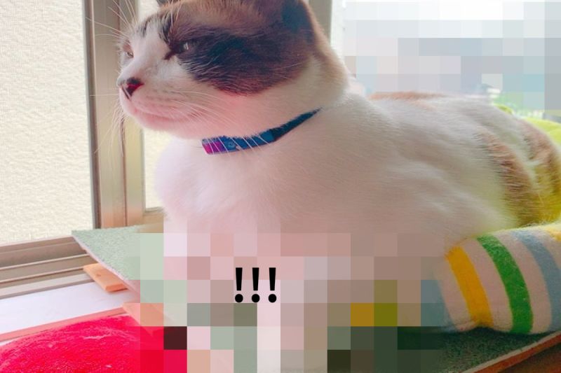 ▲日本一隻貓咪以奇特的姿勢在窗邊放鬆。（圖／推特帳號pfirsich_jam）