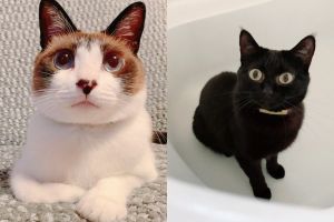 ▲「小碰（左）」與黑貓「Kuloro」都是飼主撿回家收編的貓咪。（圖／推特帳號pfirsich_jam）