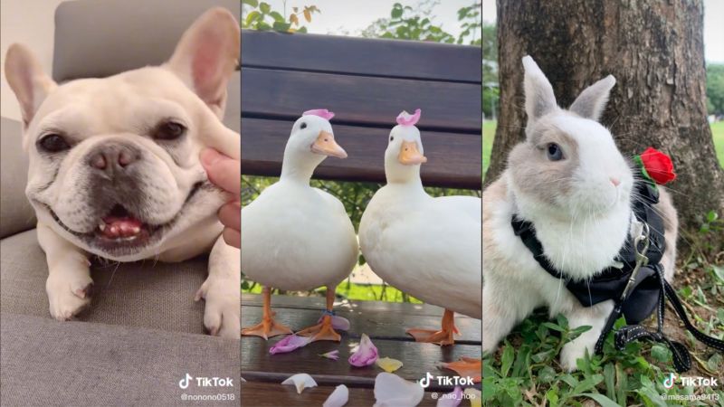 TikTok療癒動物大集合!法鬥、呆萌柯爾鴨充飽寵級正能量