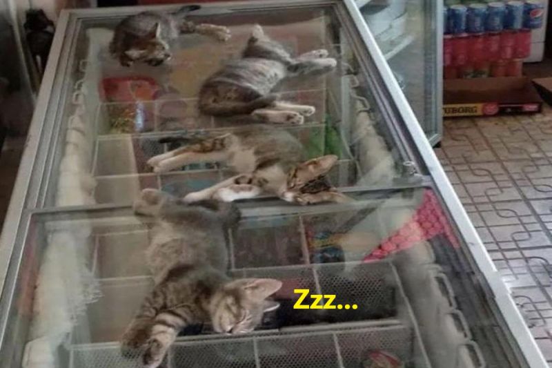 ▲土耳其一間雜貨店裡有4隻小浪貓在冰櫃上熟睡。（圖／Reddit帳號Swerwin）