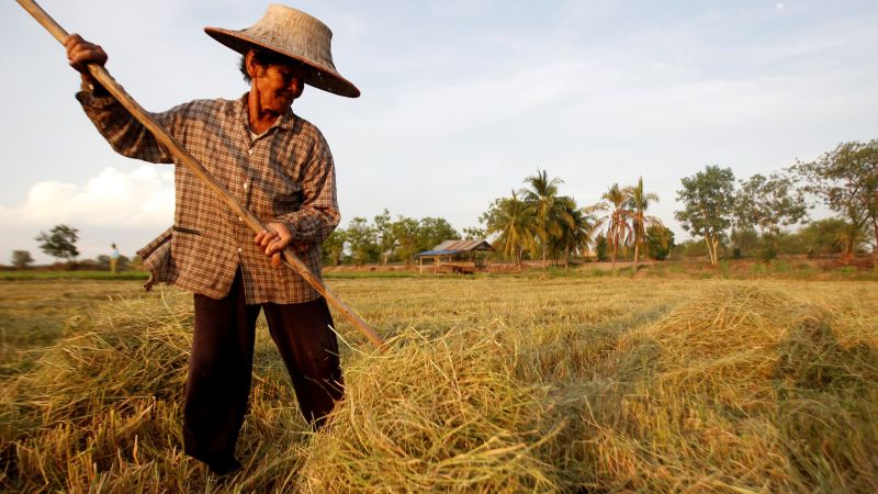 ▲越南和泰國約占全球糙米產量的10%，約占全球出口的26%。（圖／美聯社／達志影像）