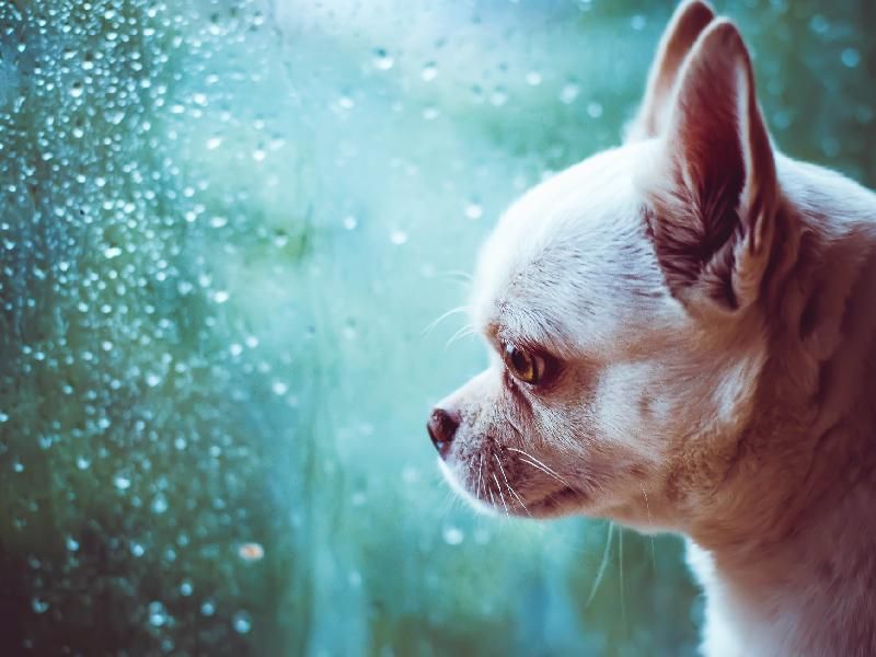 ▲天天下雨癢癢抓不停 毛孩悶悶不樂好困擾!(圖/品牌提供)