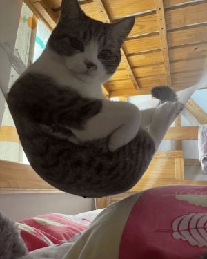 ▲貓主子似乎很喜歡吊床，直接躺在上面不走。（圖／翻攝自《搜狐網》）