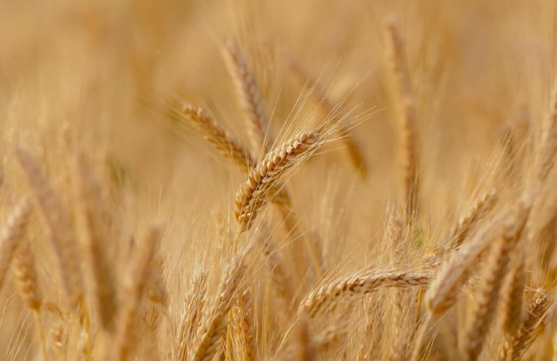▲小麥是全世界總產量第二多的主要糧食，為溫帶地區栽培之作物，但其實台灣也有在種植小麥。（示意圖／圖取自Pixabay圖庫）