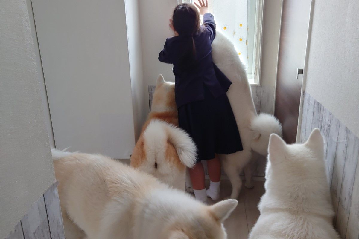 ▲妹妹一開窗，4隻大狗蜂擁而上，網友笑：「要被沖走了」。（圖／Twitter：kodomo4dog5） 