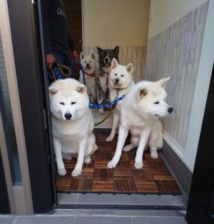 ▲該家庭養了五隻秋田犬。（圖／Twitter：kodomo4dog5）