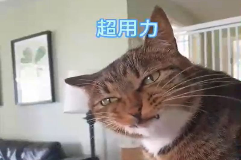 ▲中國一名女飼主對貓咪說「吃空氣」，牠接下來的反應笑翻所有網友。（圖／IG帳號pets_high2）