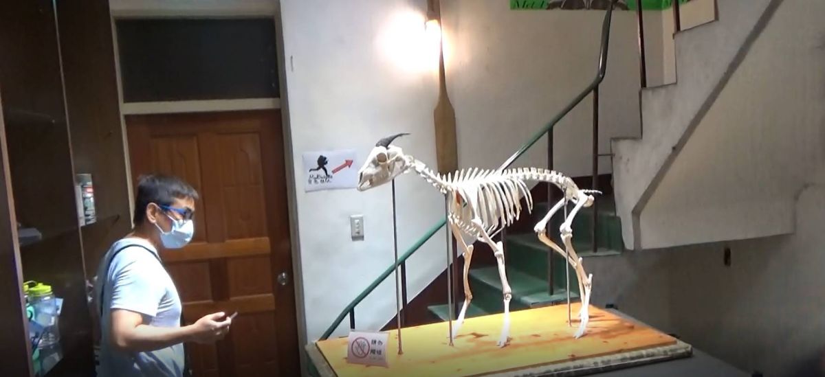 ▲警方在嫌犯家中起獲長鬃山羊標本。（圖／六龜分局提供）