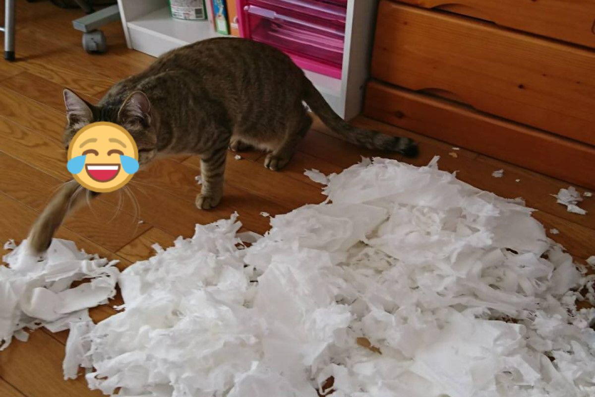 ▲日本一隻虎斑貓日前趁飼主不注意，偷偷將一整包衛生紙撕得稀巴爛！（圖／推特帳號neko_of_kokoro）