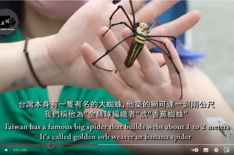▲Masha介紹台灣特有的香蕉蜘蛛。（圖／截取自《Stopkiddinstudio》YT）