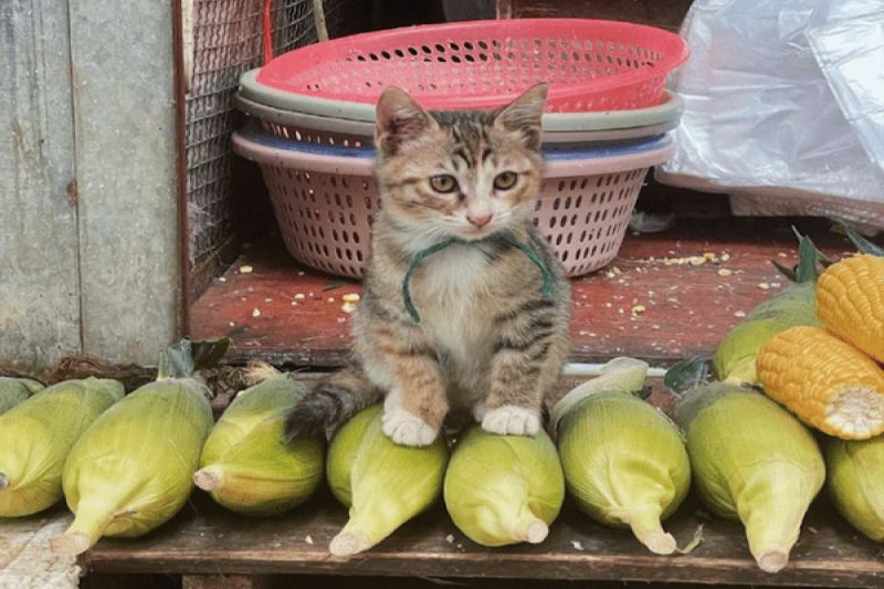 ▲中國一名網友日前在市場看到蔬果攤販上有一隻可愛的幼貓店長。（圖／翻攝自小紅書／奶蓋十七）
