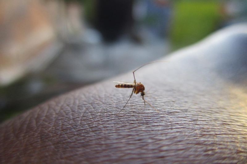 ▲夏天是蚊子活躍的季節，就有專家分享吸引蚊子叮咬的特質。（示意圖／取自pixabay）