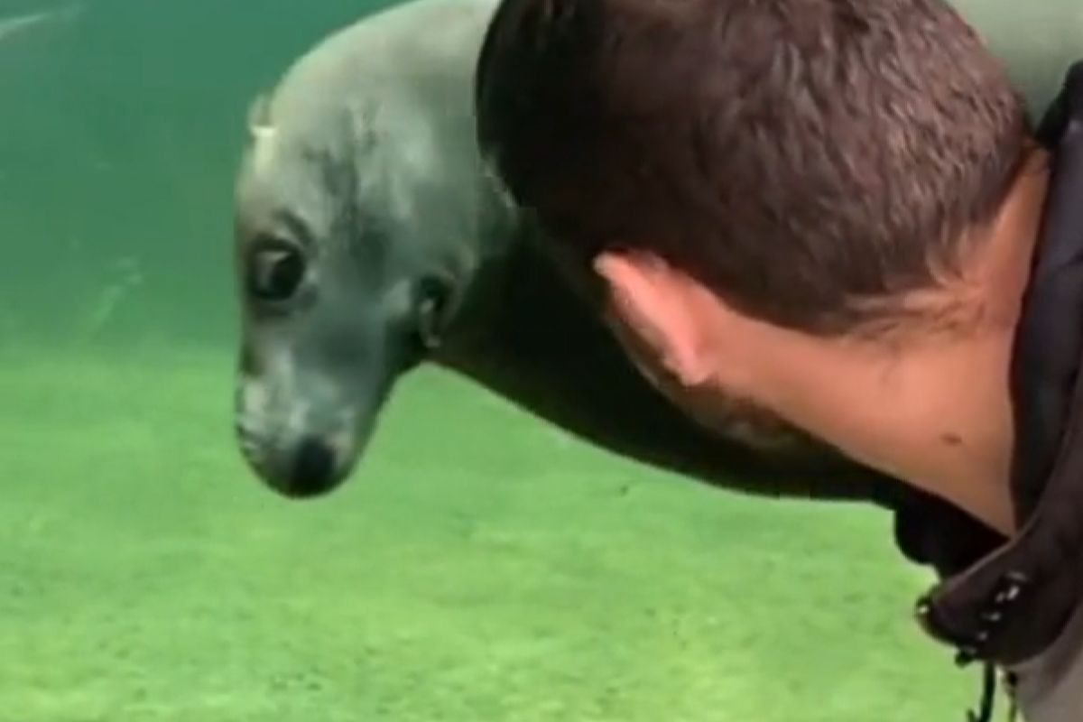 ▲海獅飄過對遊客8＋9瞪，眼神充滿火花：「你看啥啦看」。（圖／TiKTok：vitaminsea293） 