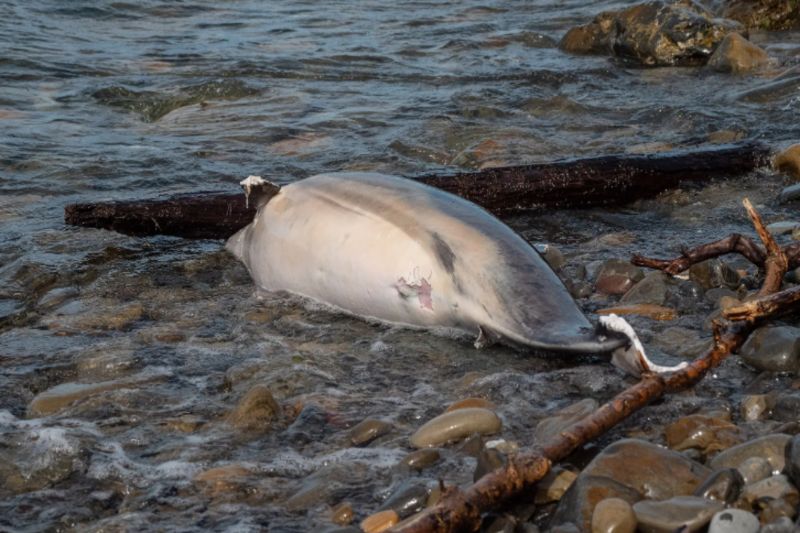 ▲烏克蘭西南部敖德薩（Odesa）一處自然公園的首席研究員表示，黑海沿岸發現數百隻被沖上岸的海豚屍體，疑死於威力強大的軍用聲納與水雷傷害。（圖／翻攝自紐約郵報）
