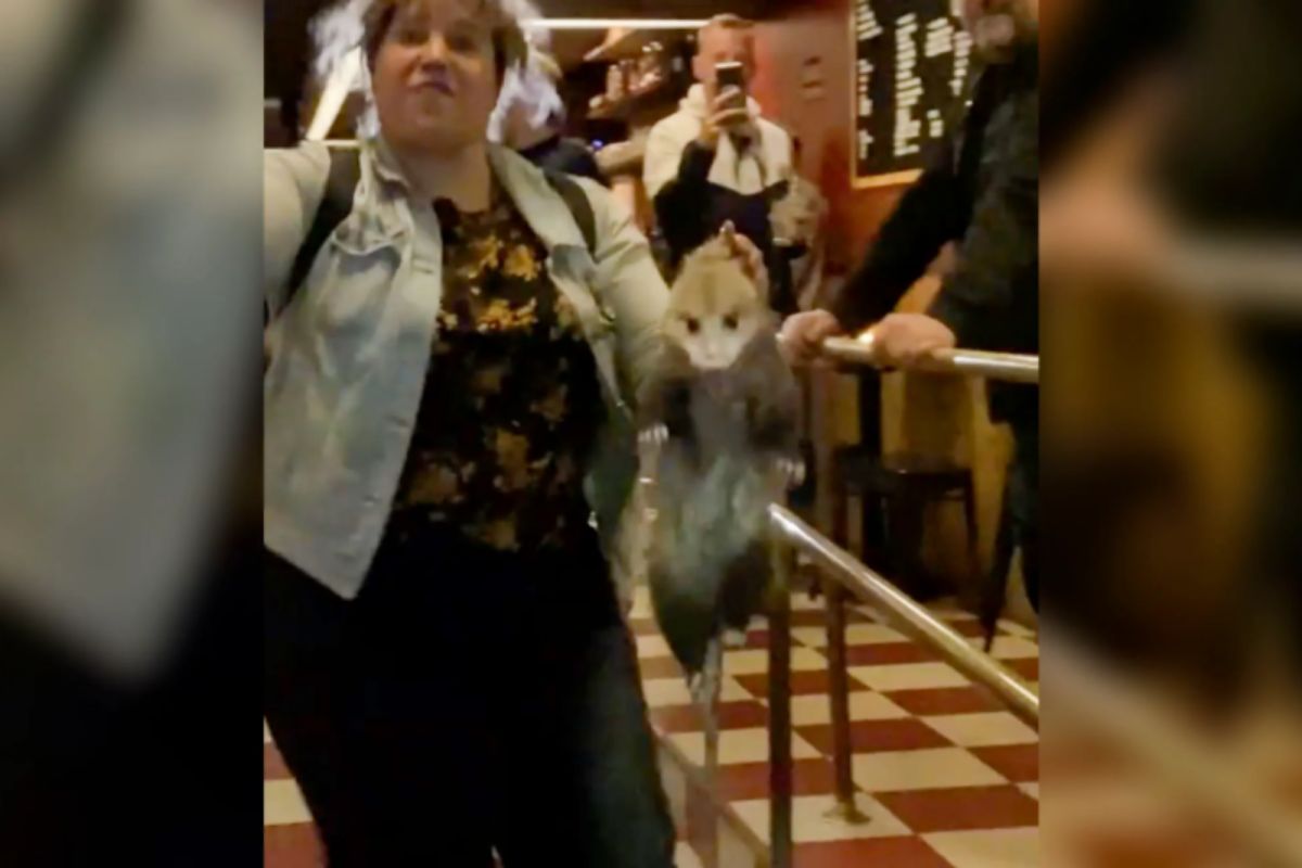 ▲一隻負鼠日前誤闖美國紐約市一間酒吧，結果被一名來自阿拉斯加的女人徒手擒拿，影片如今在網路瘋傳，女子也被眾人譽為英雄。（圖／翻攝自紐約郵報）
