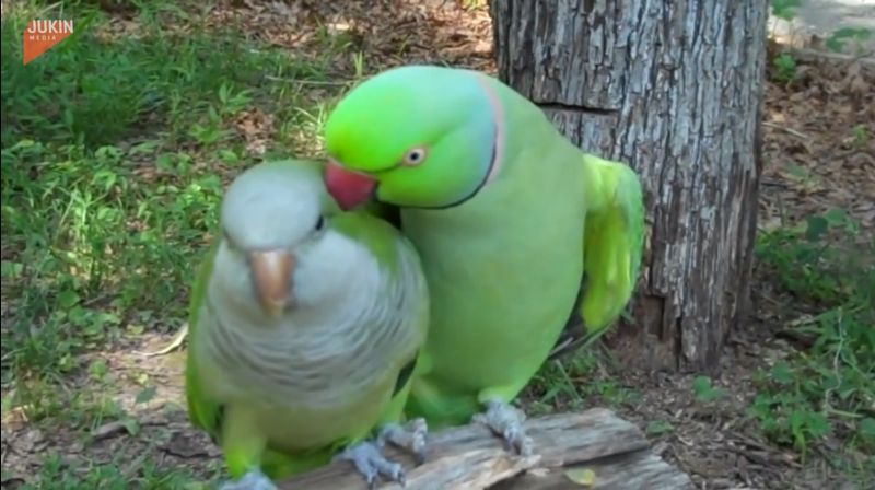 鸚鵡夫妻超恩愛！狂喊「給我一個吻」　害羞畫面閃爆全場
