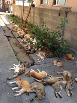 ▲屋主在庭院種了幾束貓薄荷驅趕蚊蟲，沒想到卻引來超過30隻貓咪躺在那裏吸貓草，全部都一臉陶醉。（圖／推特帳號pakaguchi）