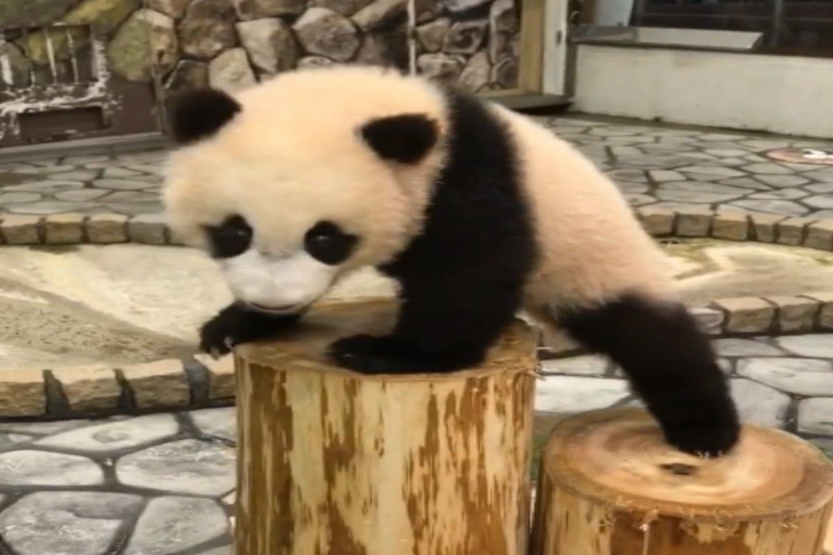 ▲日本一隻貓熊爬柱樁跌倒後竟狂追保育員討抱。（圖／IG帳號adventureworld_official）